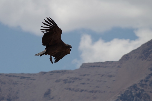 immature_condor.jpg